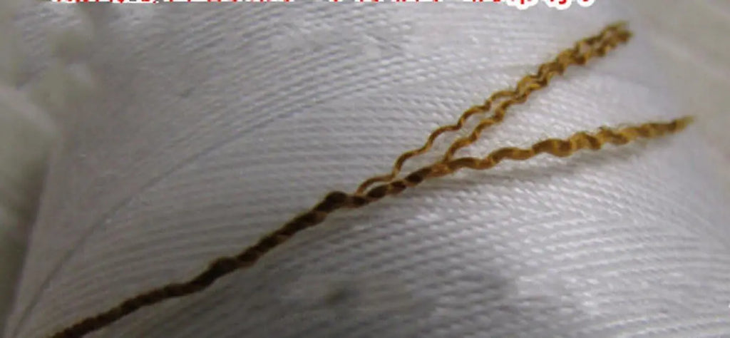 WellieSTR Heavy Duty 100% Polyester Sewing Thread Brown 20s/3 for Jeans Canvas (Jiang Huang) FUN GUYS SHOP   FUN GUYS SHOP